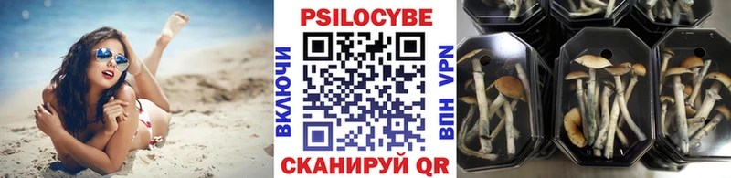 Купить закладки  Нелидово  Галлюциногенные грибы Psilocybe 